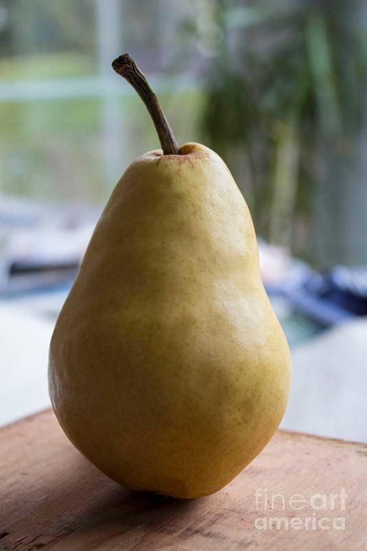 portrait-of-a-pear-arlene-carmel