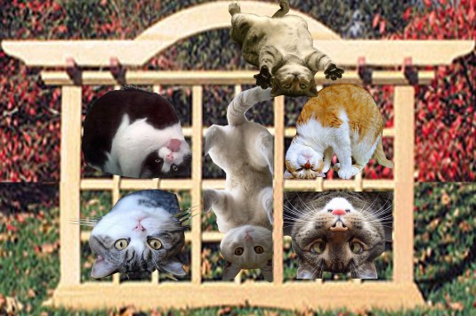 ACouncilOfCats2