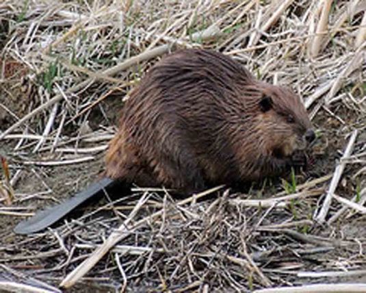 Beaver01
