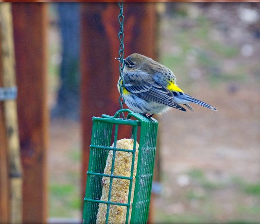 chickadee and goldfinch combo