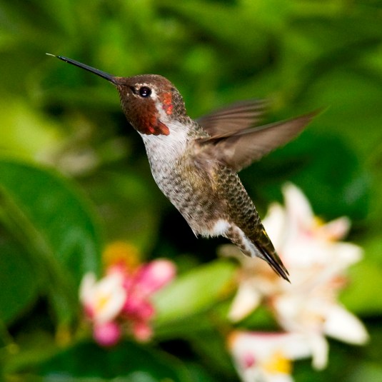 hummingbird