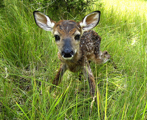 newborn fawn