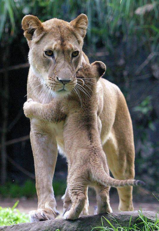 adult-lion-with-baby-comfortor