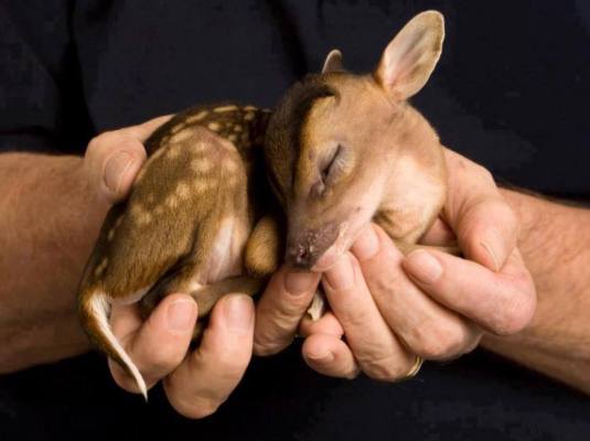 babyfawn