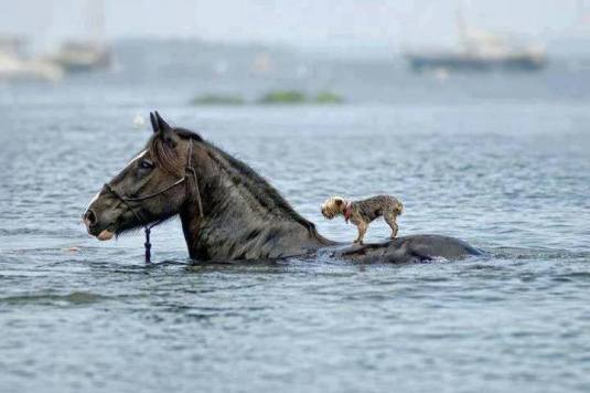 dog-on-horse