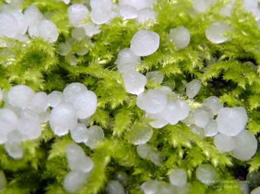 hailstones-moss