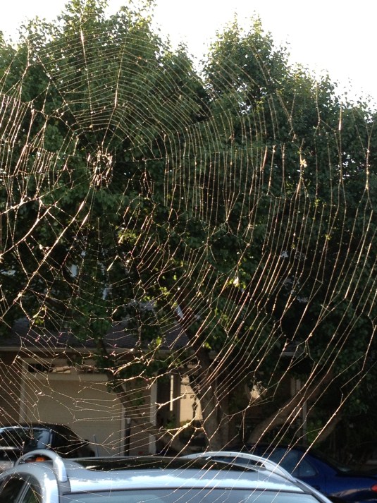 Spiderweb