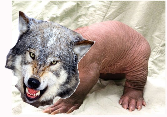WolfVark