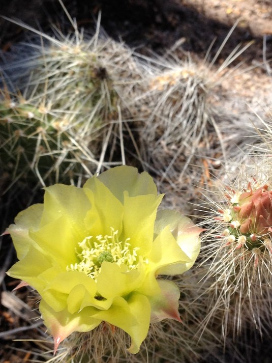 LemonLimeCactus