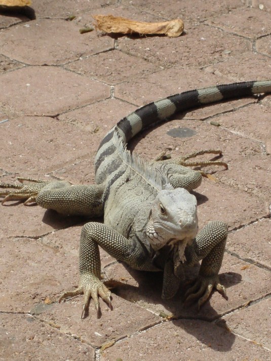 Kumodo Dragon by Quenby