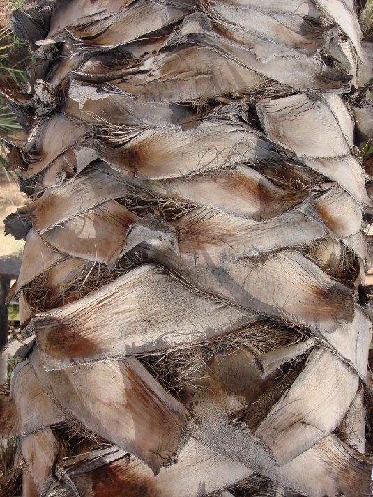 Palm Tree Blowing in the Wind Photo by Quenby