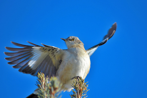 I sing because I'm happy