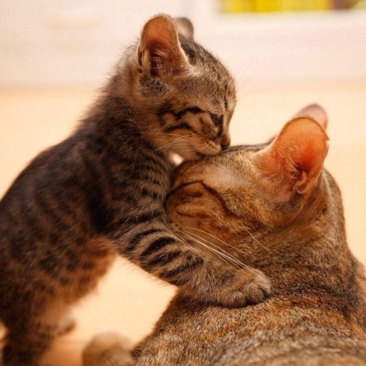 Nuzzle me! Then let me explore!