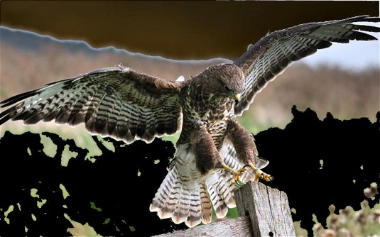 BHA8T1 Common buzzard (Buteo buteo) landing on signpost in field, UK