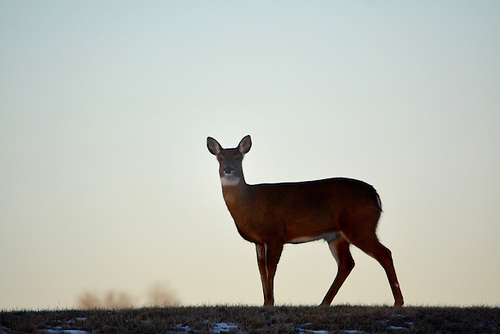 Down the page comes the foreground