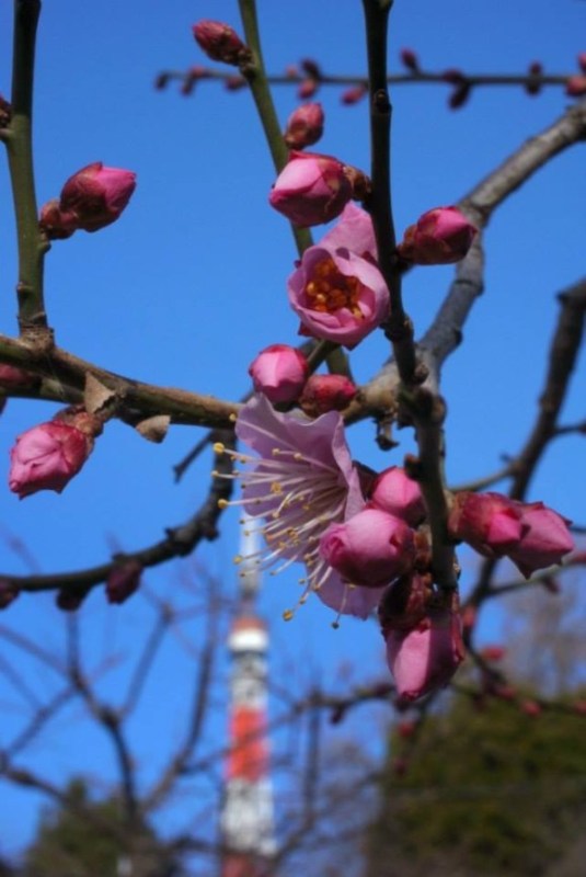 tsubomiSpringShootscherry blossoms