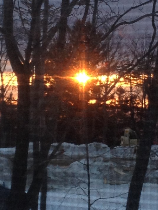 This AM the sun fluttered through the pine branches...