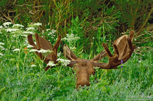 Photo by David Schultz