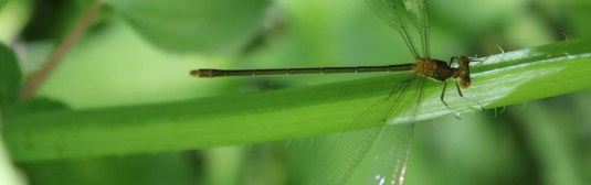 cropped-dragonfly_header