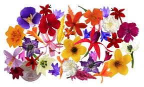 edible flowers