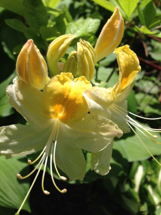 bee comes along...picks up the pollen...
