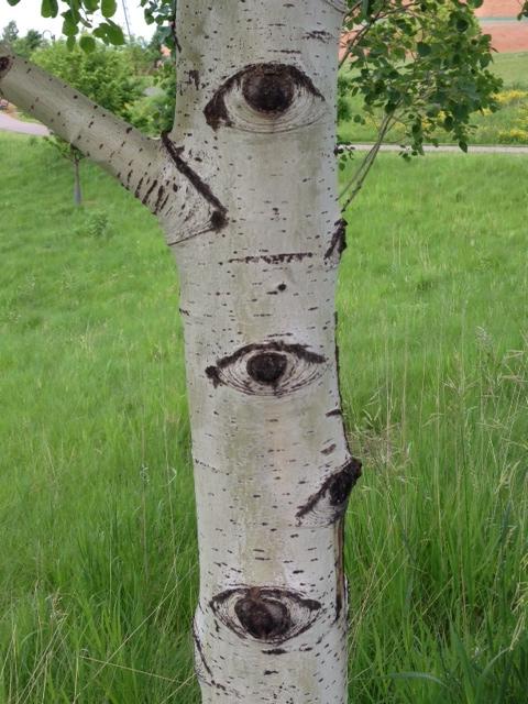 photo by Laura Purdie Salas