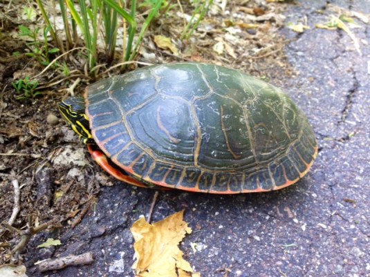 When are you coming out of your shell? photo by Laura Purdie Salas