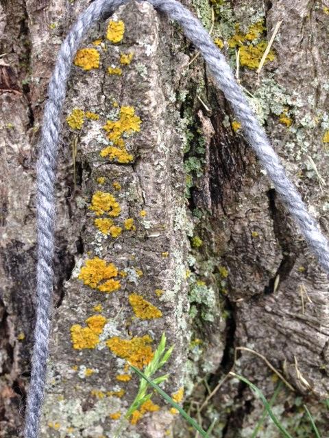 lichen