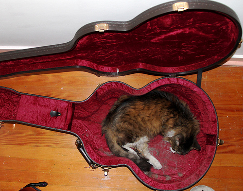 photo by way of frizztext