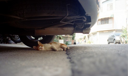 catundercar
