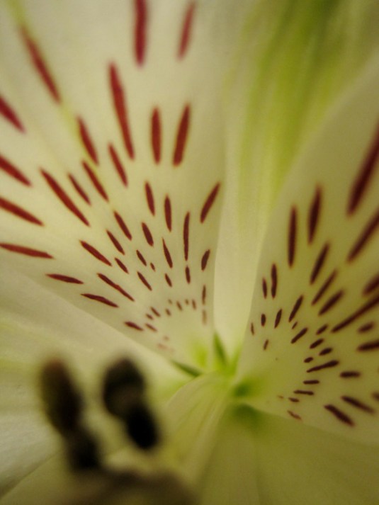 flower-15-7-2014-2-1