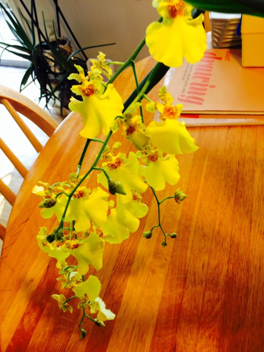 I nurtured and waited 7 years for this orchard to bloom.