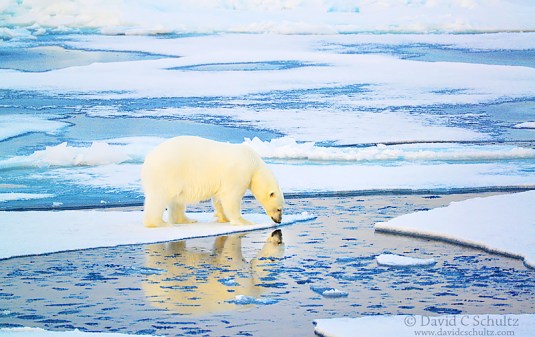 SvalbardNorwayCharlesSchultz