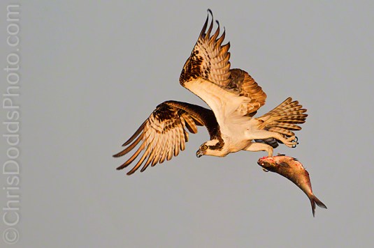 Osprey-Pandion-haliaetus-Balbuzard-pecheur