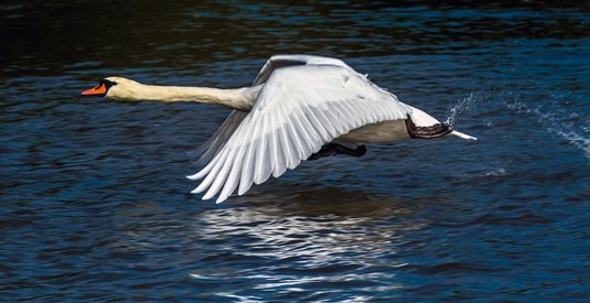 "You want me to honk now?"