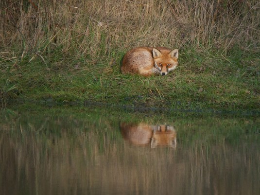 fox in the sun  by Sam Images
