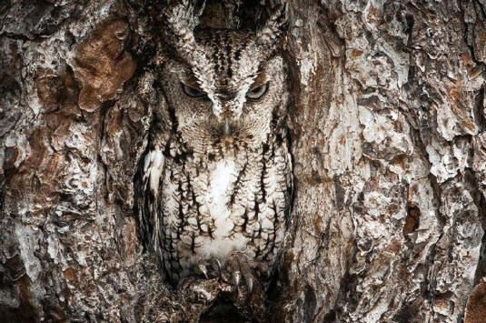  the Great Horned Owl Narcissism: 1 self-centeredness arising from failure to distinguish the self from external objects 2 a grandiose view of one's own talents 