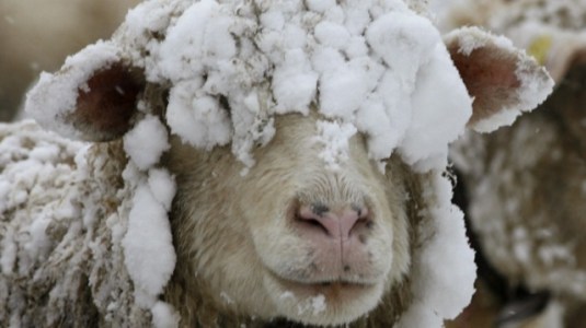 sheep in snow