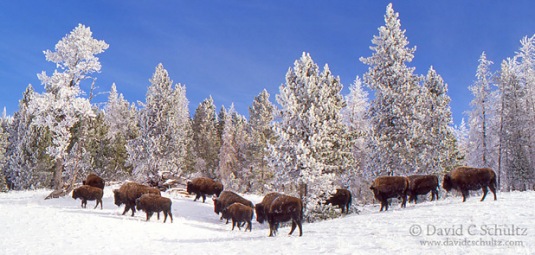 bison-snow