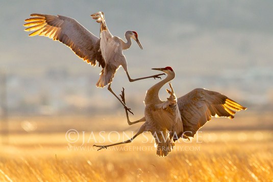 sandhill cranes