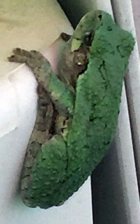 tree frog on deck 5-23-15
