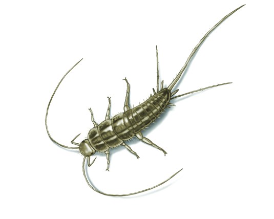 silverfish
