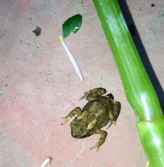 Zam the Toad habitat: courtesy of Annika and Oliver