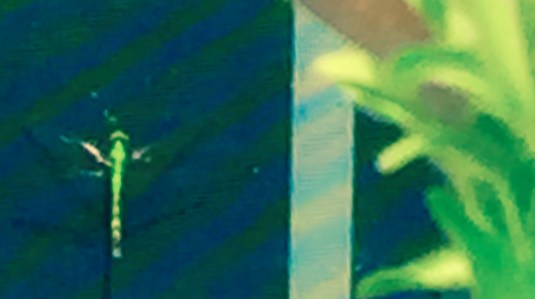 Dragon Fly Visitation