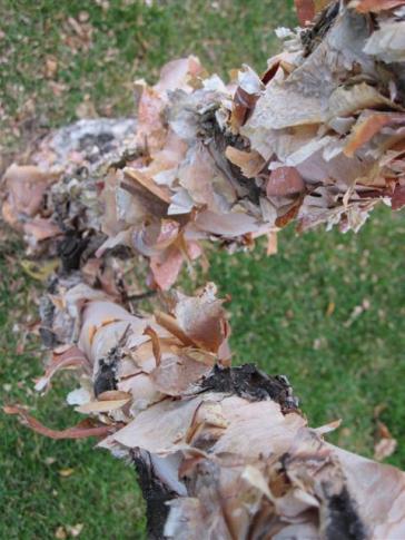 riverbirch by Laura Salas