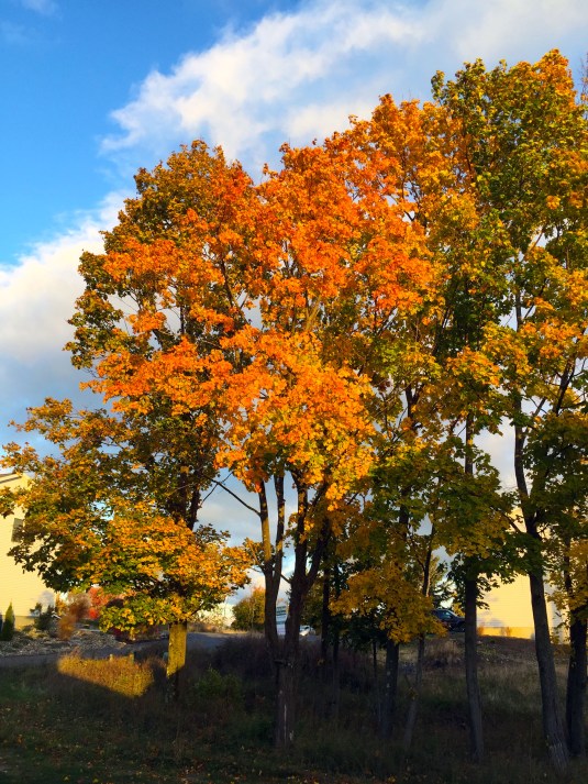 sunlight glances from my deck 10-25-2015
