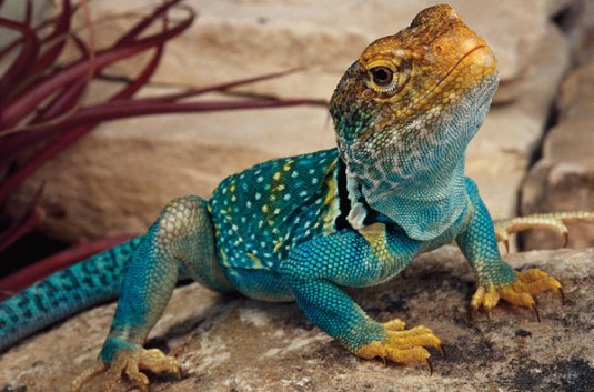 collared lizard