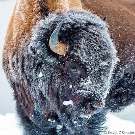 photo by David Schultz