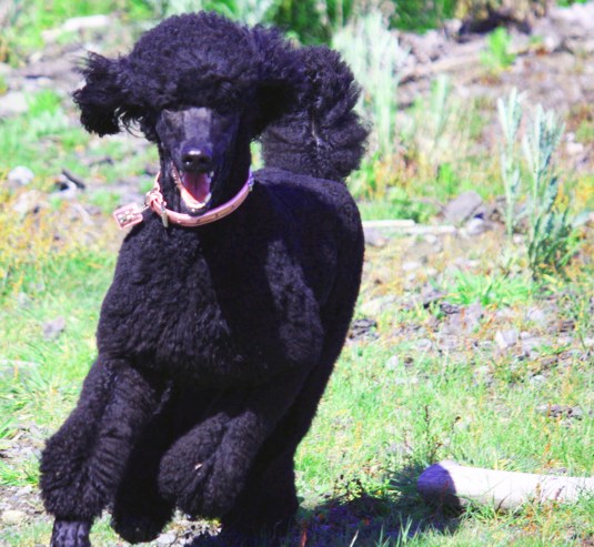 King SizeTherapy Dog from Australia: Lily