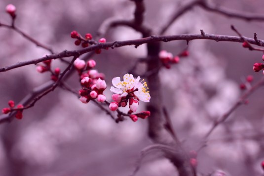 cherry-blossom-flowers-branch-petals-purple-pink-background